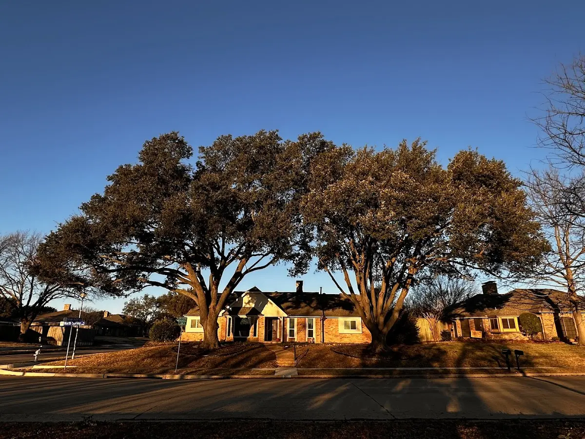 Established residential canopy tree shading a home in Lake Tomahawk